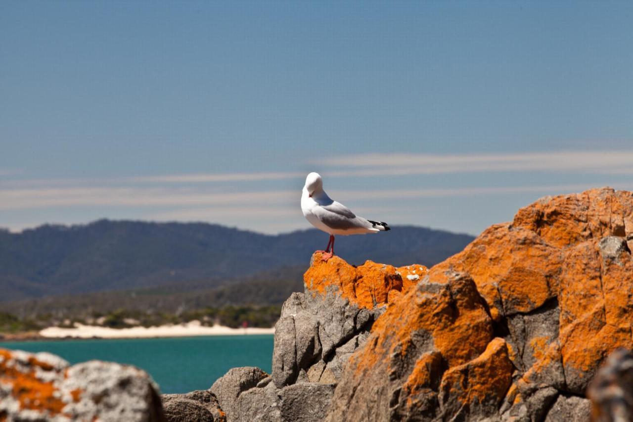 Pearl Hawley Beach Port Sorell Εξωτερικό φωτογραφία